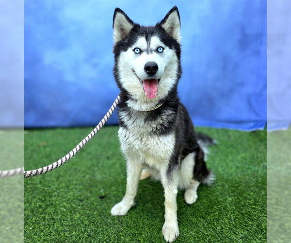 Medium Photo #1 Siberian Husky Puppy For Sale in Long Beach, CA, USA