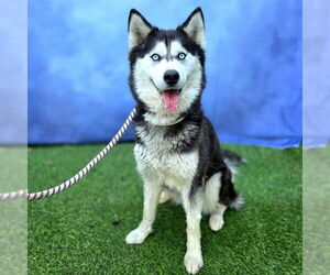 Siberian Husky Dogs for adoption in Long Beach, CA, USA