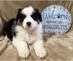 Puppy Addie Australian Shepherd