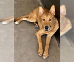 Small #1 German Shepherd Dog