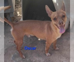 Chihuahua-Unknown Mix Dogs for adoption in Minneapolis, MN, USA