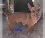 Small Chihuahua Mix