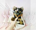 Puppy Puppy 2 Yorkshire Terrier