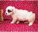 Small Photo #9 Saint Berdoodle Puppy For Sale in WAKARUSA, IN, USA