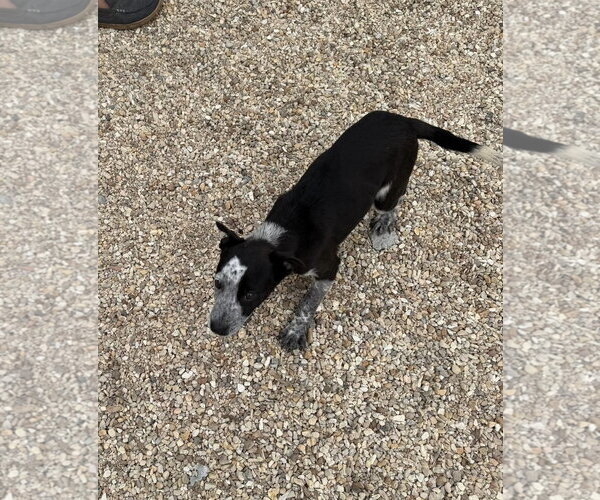 Medium Photo #7 Mutt Puppy For Sale in Oakhurst, NJ, USA