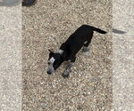 Small #6 Mutt
