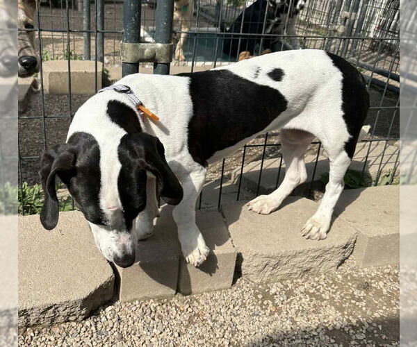 Medium Photo #10 Basset Hound Puppy For Sale in Mukwonago, WI, USA