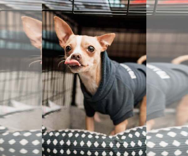 Medium Photo #3 Chihuahua-Unknown Mix Puppy For Sale in Visalia, CA, USA