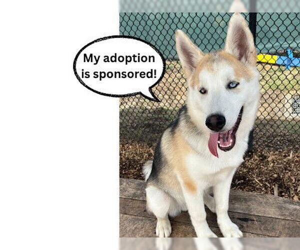 Medium Photo #3 Alusky Puppy For Sale in Santa Cruz, CA, USA