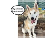Small #2 Alusky