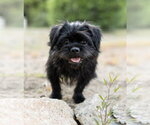 Small #2 Lhasa Apso Mix