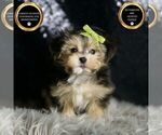 Puppy Bubbles Morkie