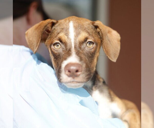 Medium Photo #1 American Staffordshire Terrier-Unknown Mix Puppy For Sale in San Antonio, TX, USA