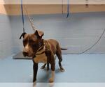 Small American Pit Bull Terrier Mix