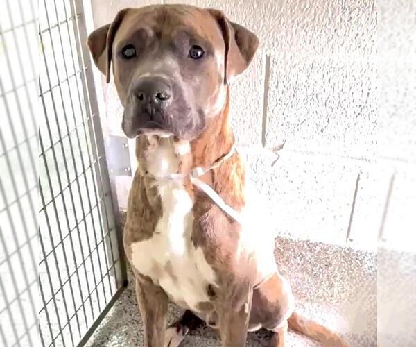 Medium Photo #3 Mutt Puppy For Sale in Houston, TX, USA