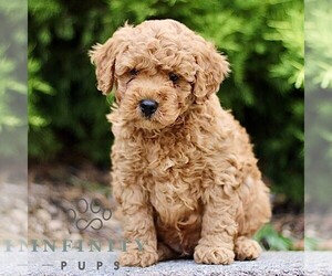 Goldendoodle (Miniature) Puppy for sale in KINZERS, PA, USA