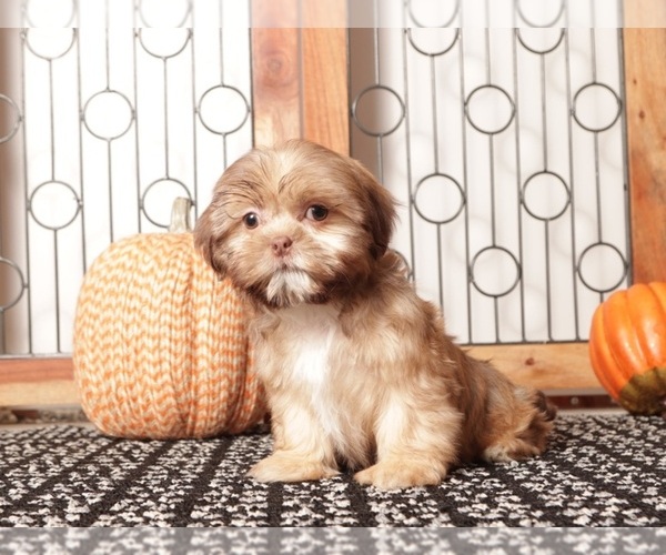 Medium Photo #3 Shih Tzu Puppy For Sale in NAPLES, FL, USA