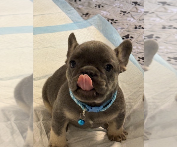 Medium Photo #3 French Bulldog Puppy For Sale in MC GRAW, NY, USA
