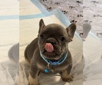 Small #2 French Bulldog