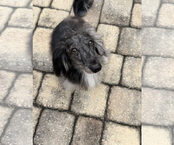 Medium Photo #4 Dachshund Puppy For Sale in Fruitland, SC, USA