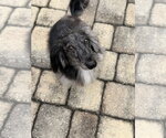 Small #3 Dachshund