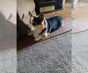 Father of the Pembroke Welsh Corgi puppies born on 04/29/2026