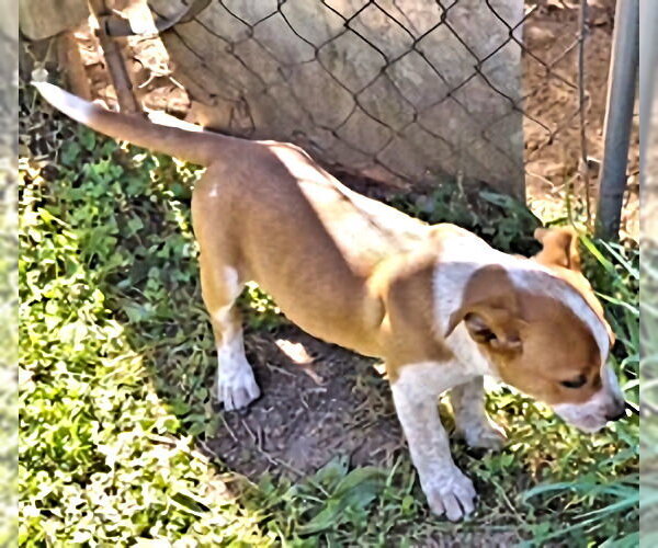 Medium Photo #4 Boxer-Unknown Mix Puppy For Sale in Rutherfordton, NC, USA