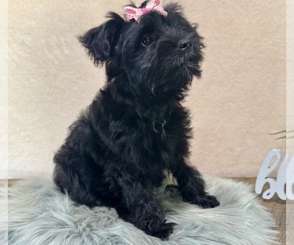 Medium Photo #5 YorkiePoo Puppy For Sale in NAPPANEE, IN, USA