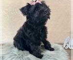 Small #4 YorkiePoo