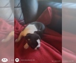 Small #1 Boston Terrier