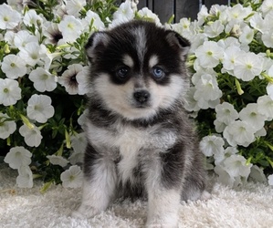 Medium Pomsky