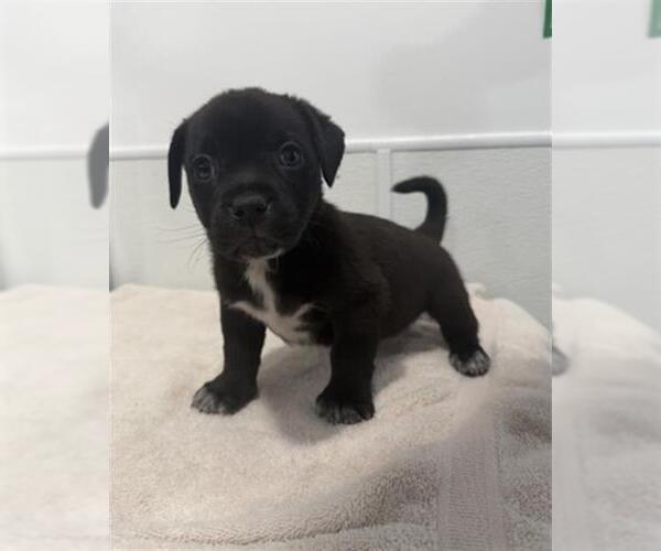 Medium Photo #1 Mutt Puppy For Sale in Redlands, CA, USA