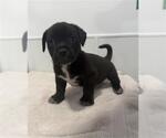 Small Mutt