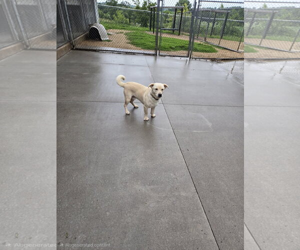 Medium Photo #2 Mutt Puppy For Sale in Maquoketa, IA, USA