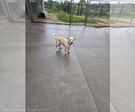 Small #1 Mutt