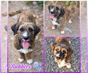 Beagle-Cairn Terrier Mix Dogs for adoption in Blacksburg, SC, USA