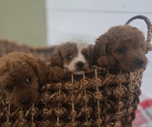 Cavapoo Litter for sale in LANTON, MO, USA
