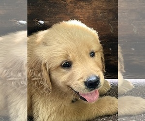 Golden Retriever Puppy for sale in JACKSONVILLE, FL, USA