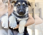 Small Photo #5 German Shepherd Dog Puppy For Sale in FORT WORTH, TX, USA