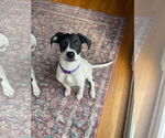Small #5 American Pit Bull Terrier-Pointer Mix