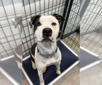 Small #9 American Staffordshire Terrier Mix