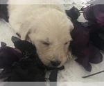 Small Photo #21 Goldendoodle Puppy For Sale in N HIGHLANDS, CA, USA