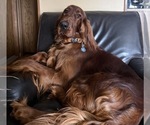 Small #3 Irish Setter