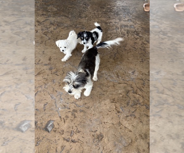 Medium Photo #3 Jack Russell Terrier-Maltese Mix Puppy For Sale in ONTARIO, CA, USA