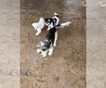 Small #2 Jack Russell Terrier-Maltese Mix