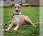 Small #9 German Shepherd Dog Mix