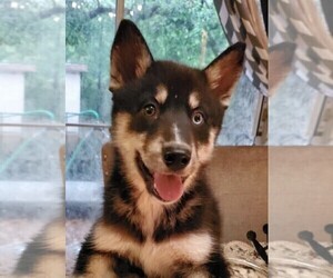 Pomsky Puppy for sale in TALLAHASSEE, FL, USA