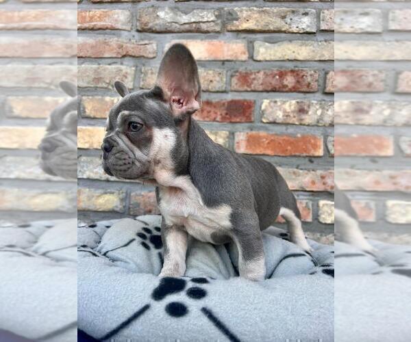 Medium Photo #6 French Bulldog Puppy For Sale in ERIAL, NJ, USA