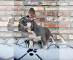Small #5 French Bulldog