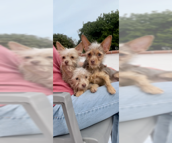 Medium Photo #4 Mutt Puppy For Sale in Weston, FL, USA